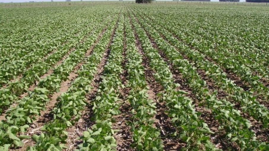 Preocupante: desde que arrancó el año la soja perdió ya más de u$s14 (los cereales acompañan)