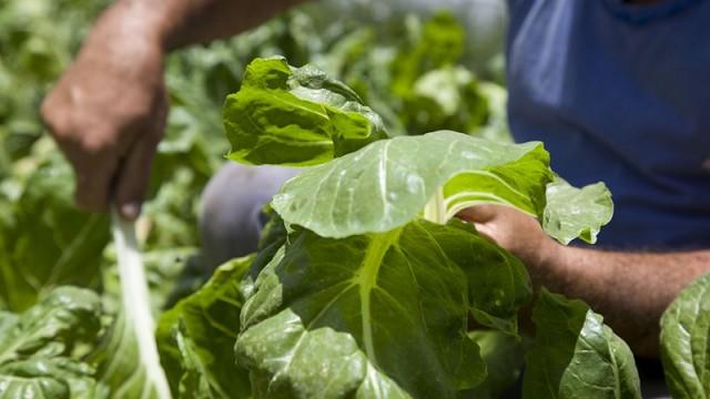 Lanzan app para certificar BPA en la producción frutihortícola