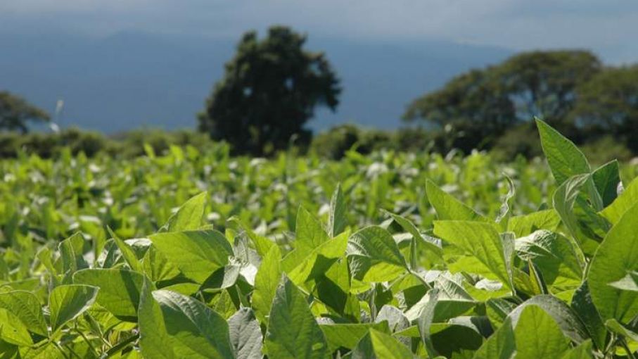 Soja de 1ra: bajaron los cuadros regulares un 10% y los muy buenos pasaron a un 45%