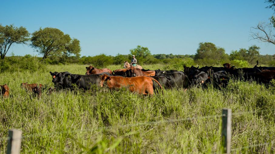 El holding agro ganadero Juramento: primera compañía en producir carne bajo Huella de Carbono negativa en Argentina