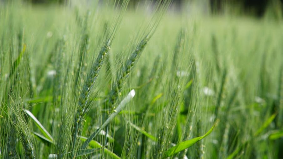 La tecnología de la fertilización se sigue consolidando, contribuyendo a la generación de rendimientos y mejorando la sustentabilidad