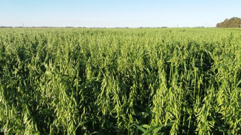 Presentan dos cultivares de avena resistentes a roya de la hoja