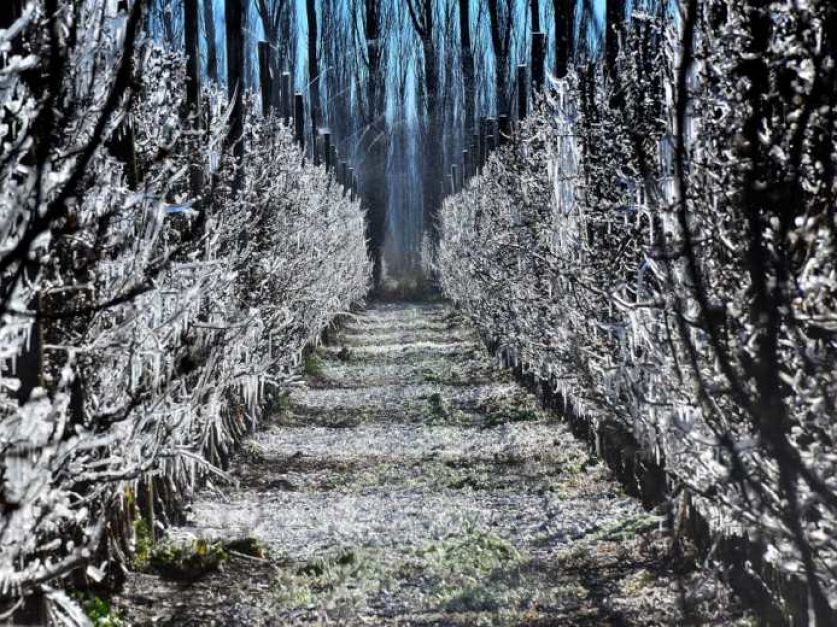 Declaran emergencia agropecuaria en Neuquén por heladas caídas en zona frutícola