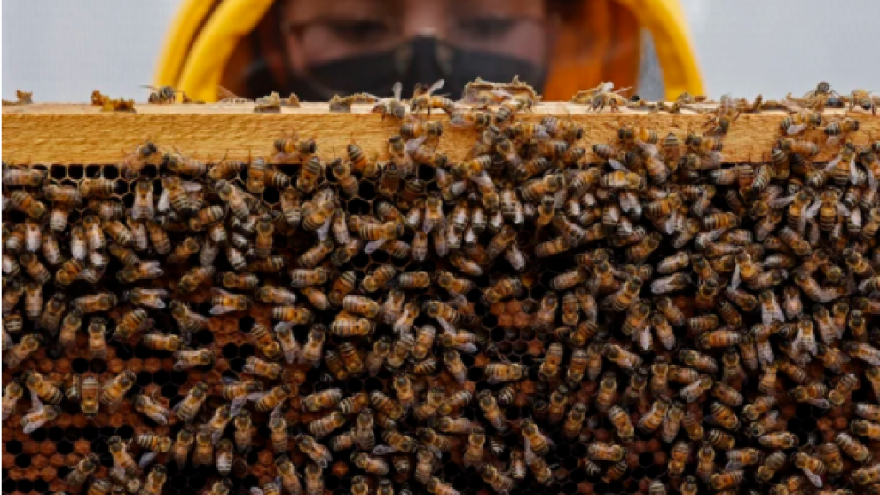 El Estado colombiano fue demandado por 700 mil millones de pesos por la muerte masiva de abejas
