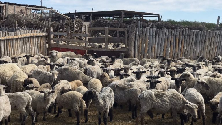Vacunación de ovinos para prevenir la hidatidosis en Mendoza