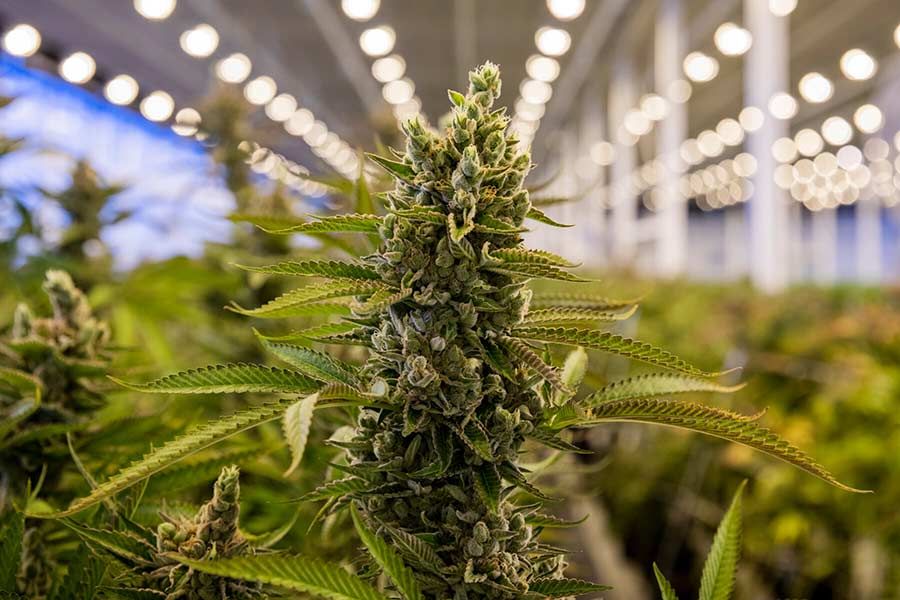 Desarrolladores de cannabis apuntan a Paraguay para expandir aún más su negocio