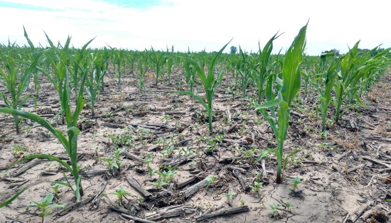 Proponen eliminar los derechos de exportación para soja y maíz en zonas de emergencia