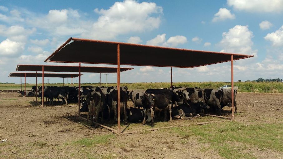 Estrategias para enfrentar el estrés por calor