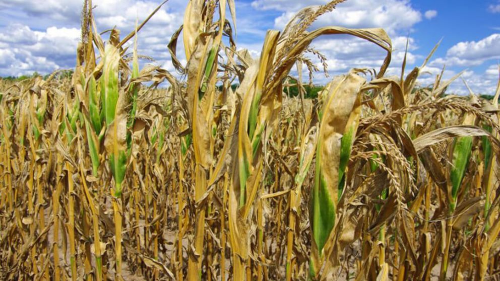 Cmo impacta en la regin ncleo la falta de lluvias desde mediados de diciembre