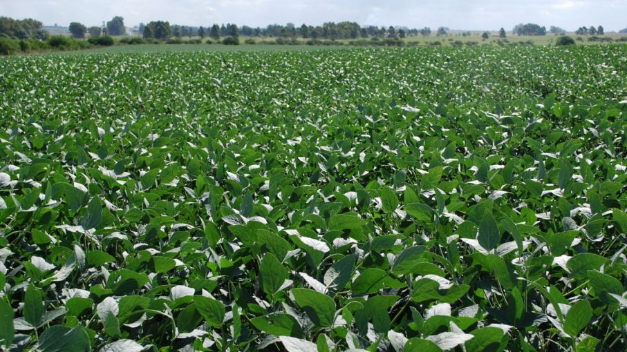 El USDA espera aumentar las estimaciones de soja en EE. UU. en 2024/25
