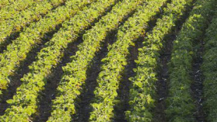 Productores de soja de Brasil cosechan 1,7% del área por lluvias que afectan el trabajo
