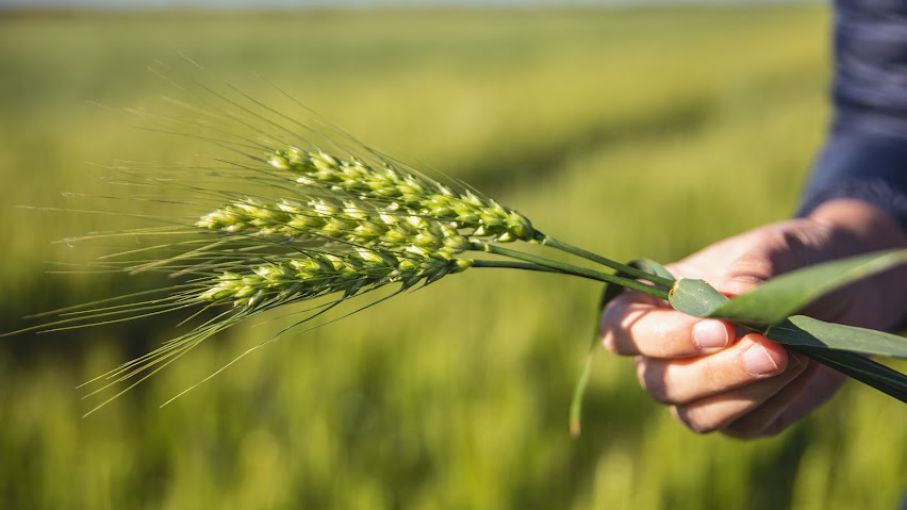 Genética y sanidad hacen que el trigo suba de nivel 