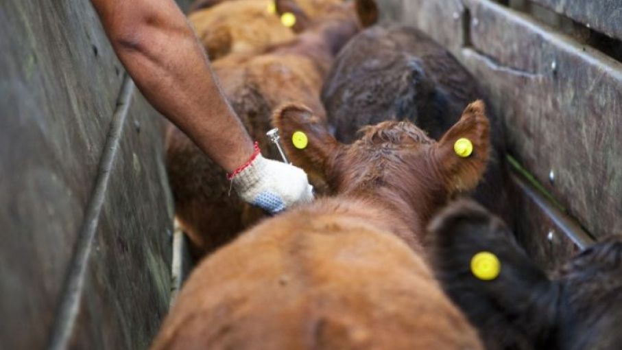 Concluyó la vacunación antiaftosa antibrucélica con un alto porcentaje de cobertura