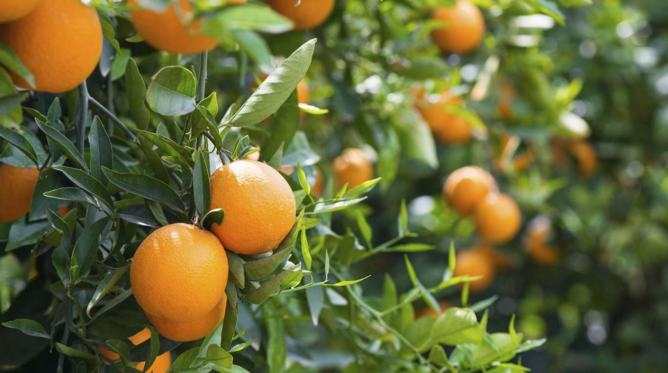 Bordet explora otros mercados para cítricos entrerrianos