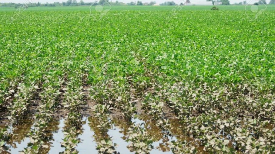Soja: las lluvias trajeron cierto alivio y mejoraron perspectivas para el inicio de siembra soja