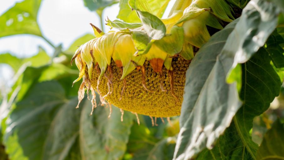 El girasol vuelve con fuerza a la Zona Núcleo