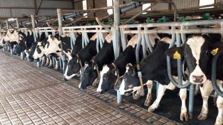 Mercado internacional: ¿Están las lecherías enfrentando caídas de precios en 2023?
