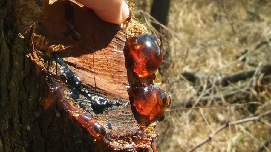 Estudian la goma del algarrobo blanco y su potencial para la industria