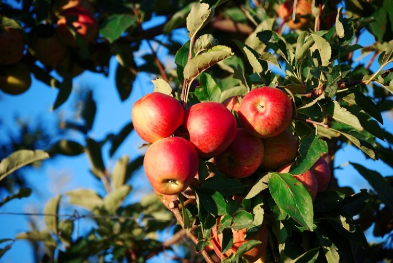 Para mejorar la producción de frutas, crean diversas técnicas en la plantación de manzanos