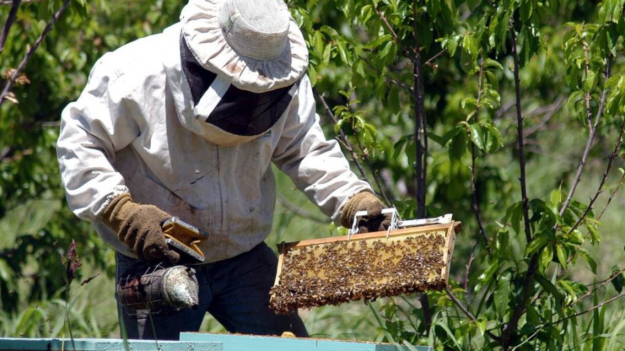 Destacan que el mapa apícola de Mendoza ya cuenta con más de 500 productores georeferenciados