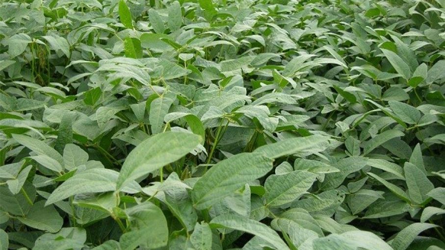 Mercado de granos local con subas por soja disponible