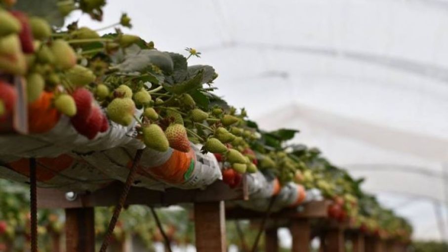 En Santa Fe, buscan cultivar frutillas durante todo el año