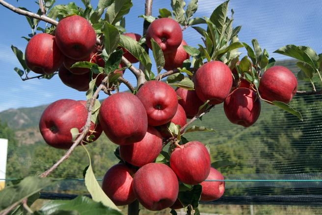 Productores frutícolas llevaron a Massa y De Pedro la problemática del sector