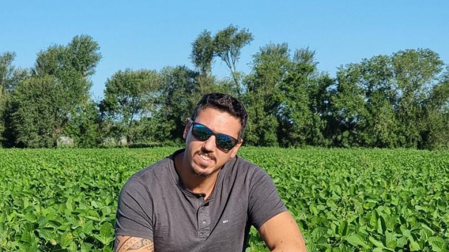 Pulgones de la alfalfa: una plaga que se puede combatir con menos impacto ambiental