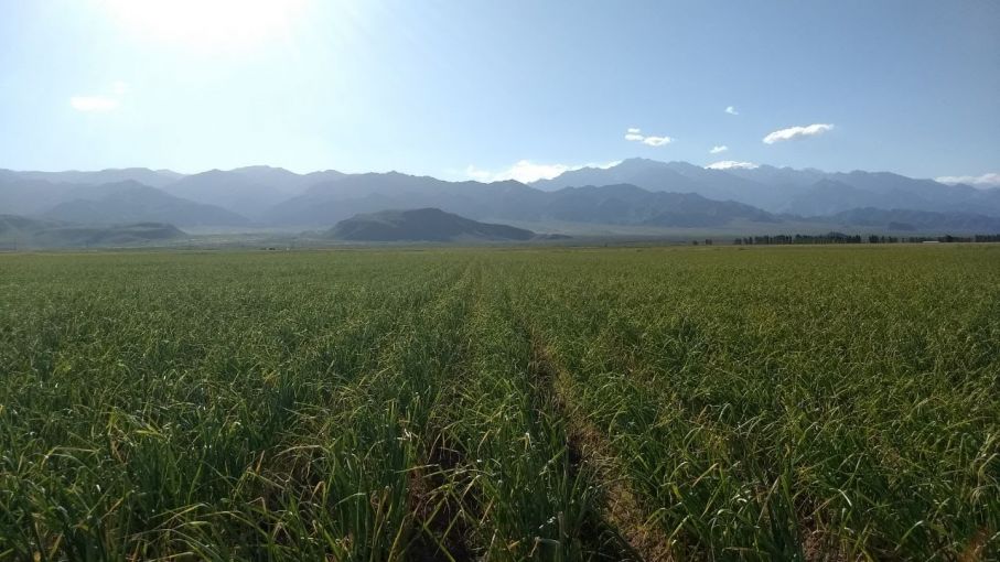Ajo: el ingrediente estrella que esconden los Suelos de Uco