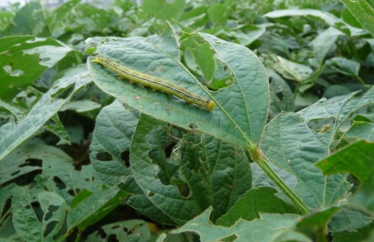 Orugas medidoras atacaron sojas Intacta en el Norte del país