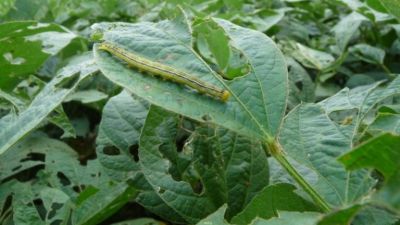 Orugas medidoras atacaron sojas Intacta en el Norte del país