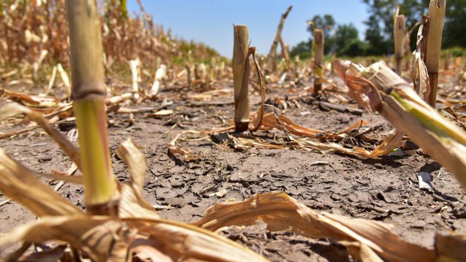 La sequía afecta al 75% del área agrícola