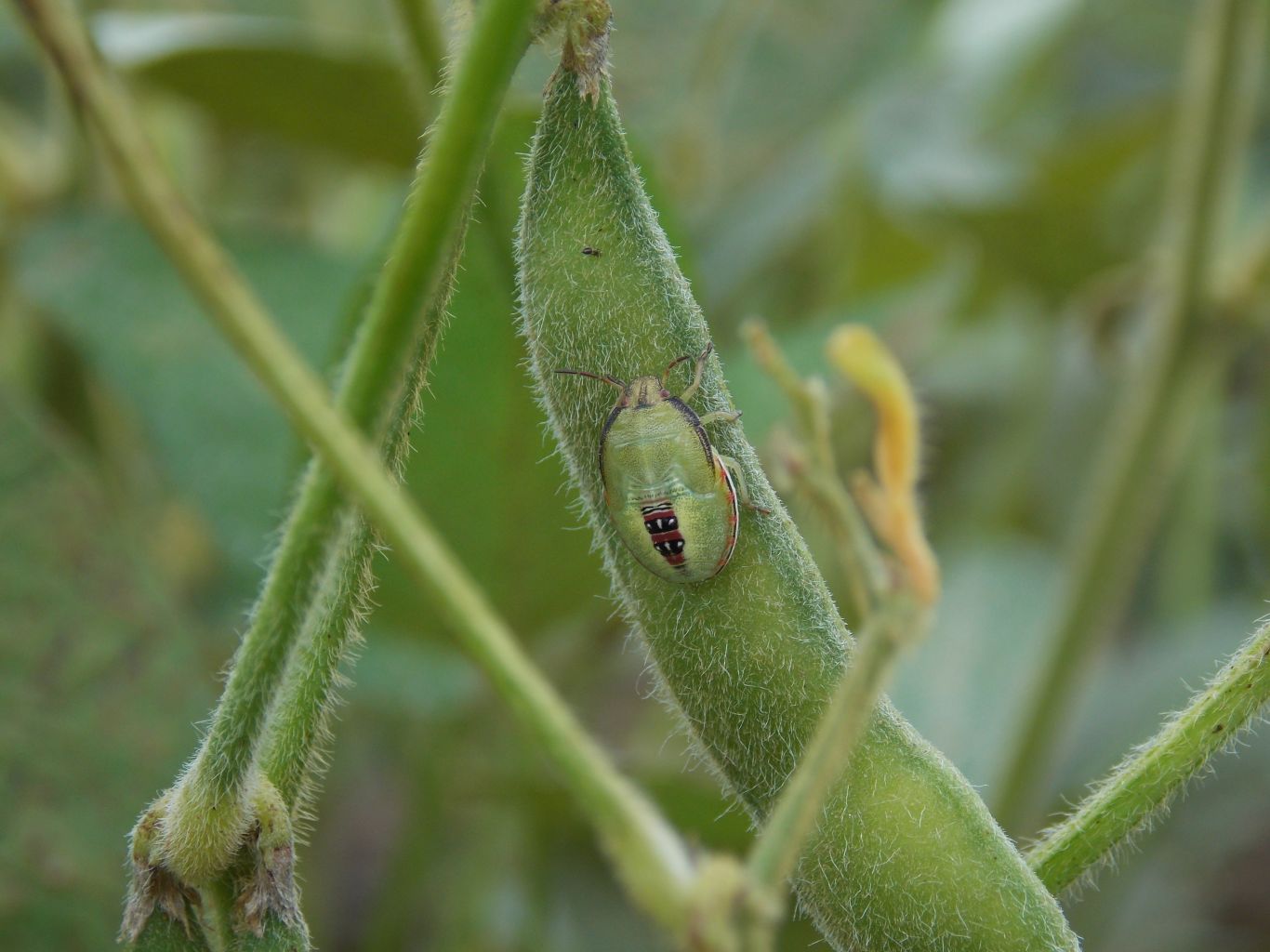 Starkle: el insecticida para controlar las chinches en el cultivo de soja