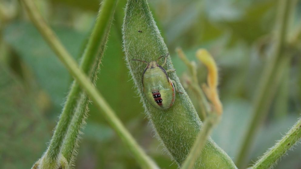 Starkle: el insecticida para controlar las chinches en el cultivo de soja