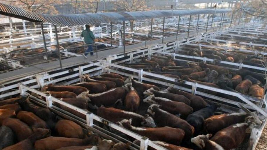 Consignatarios de hacienda adhieren al cese de comercialización