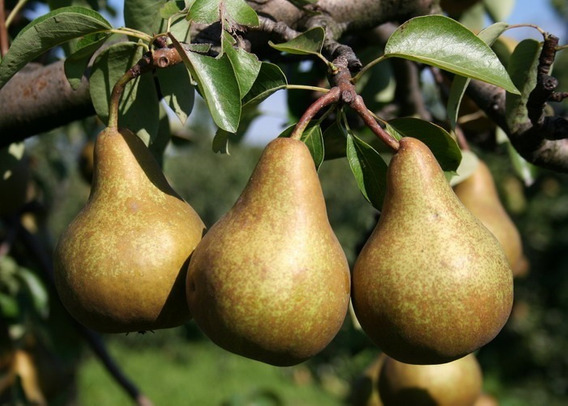 Se autorizó el adelanto de cosecha para las peras Beurre Bosc y Golden Russet Bosc