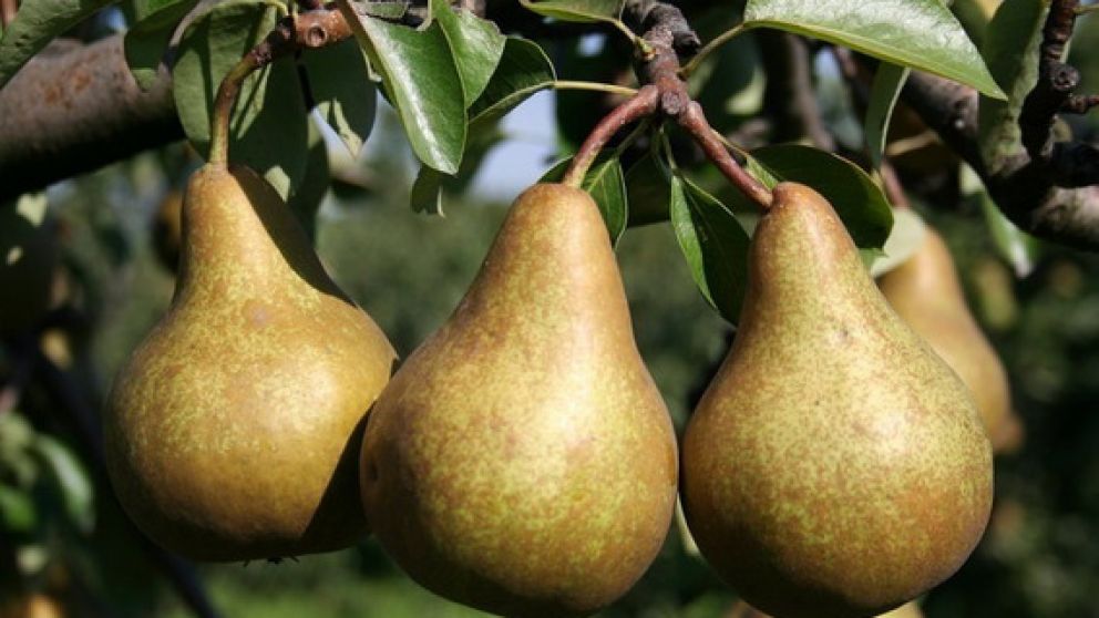 Se autoriz el adelanto de cosecha para las peras Beurre Bosc y Golden Russet Bosc