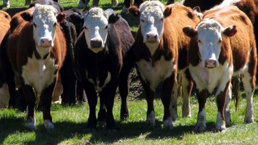 Continúan los aumentos del novillo en el Mercosur