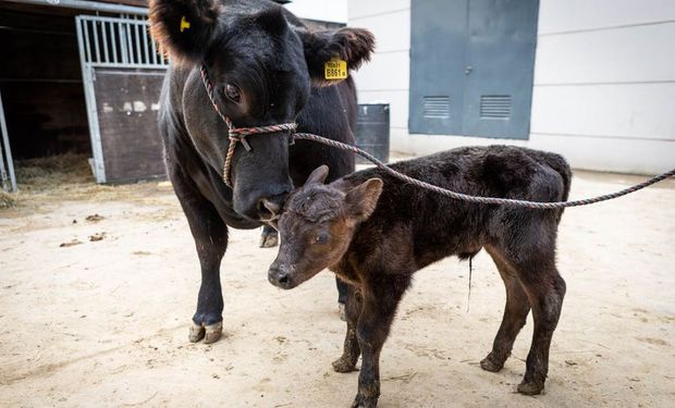 Cada vez que nazca un ternero Angus de pedigree, se plantará un árbol