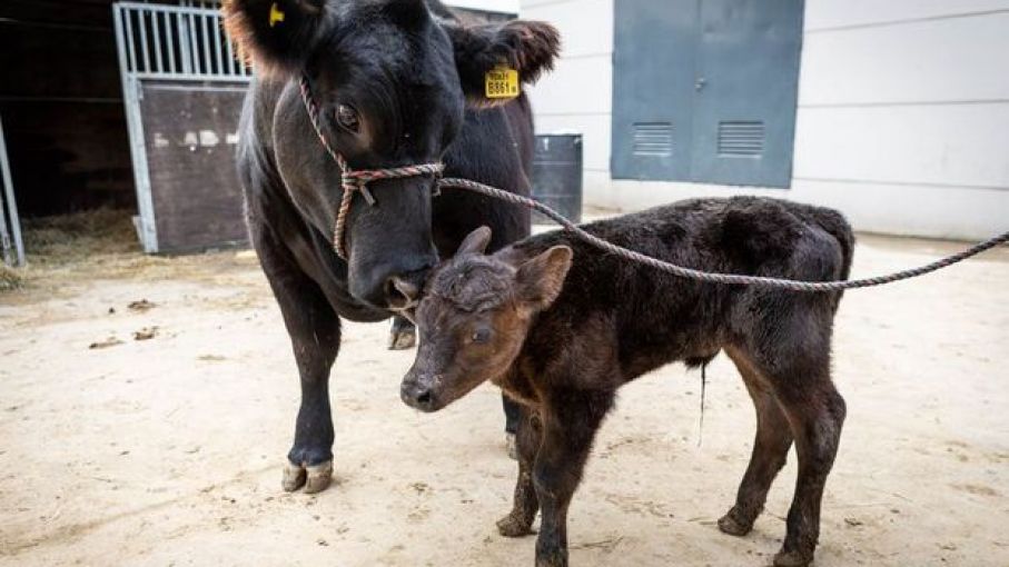 Cada vez que nazca un ternero Angus de pedigree, se plantará un árbol