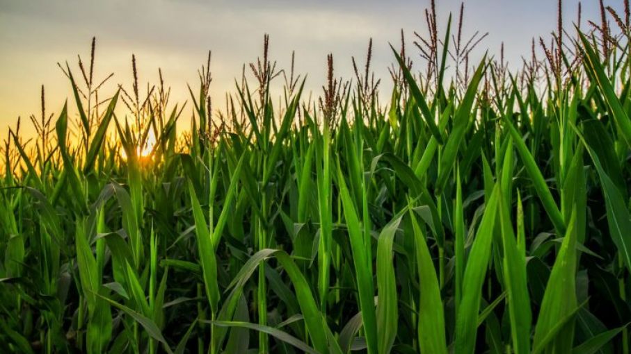 Maíces tardíos y de segunda: necesitan más agua