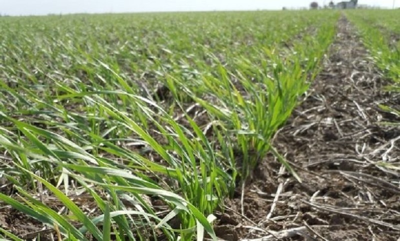 Piden una nueva ley de emergencia y desastre agropecuario