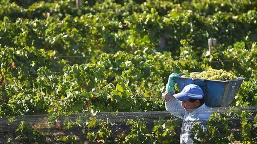 Preocupa en La Rioja la poca mano de obra para levantar la cosecha de aceitunas