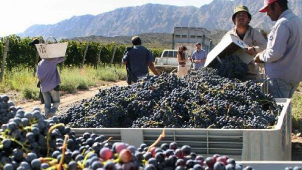 San Juan dará créditos de fácil acceso para cosecha y acarreo a productores