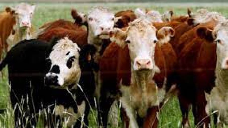 Mercosur: los precios del novillo siguieron viento en popa