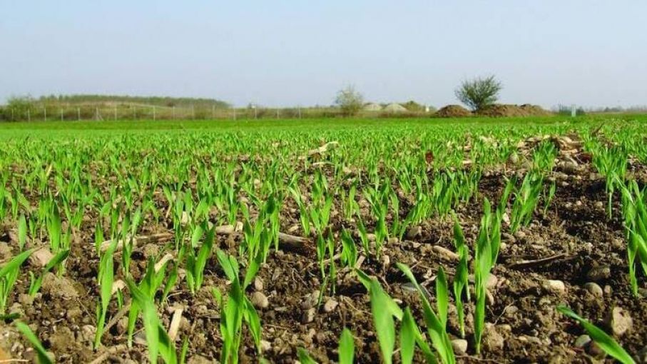 "La Niña" podría extenderse hasta mayo y afectaría a la siembra del trigo