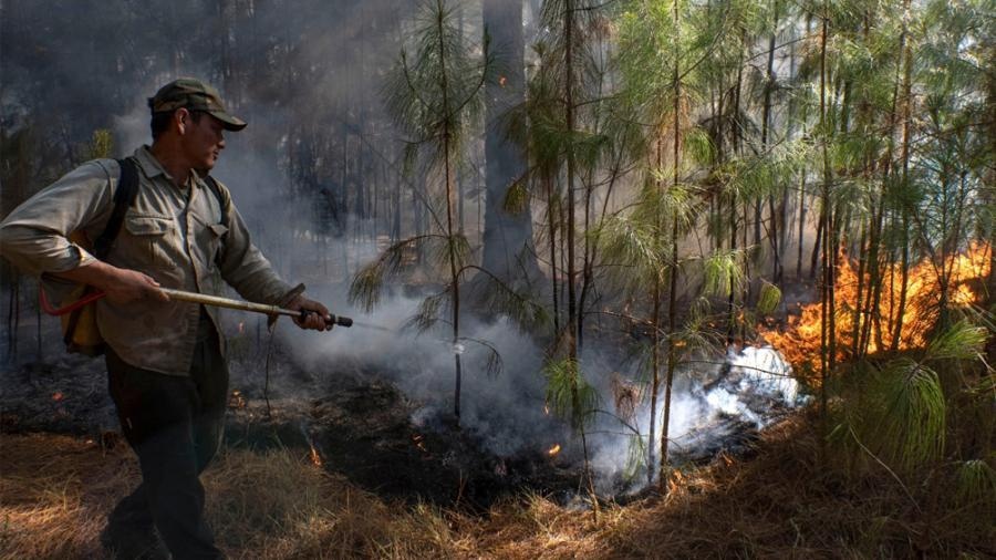 El Gobierno endurece penas por incendios intencionales en medio de la crisis ambiental