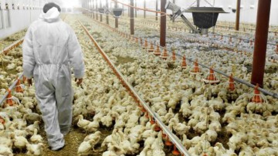 Nueve casos de gripe aviar letal en el este de EEUU