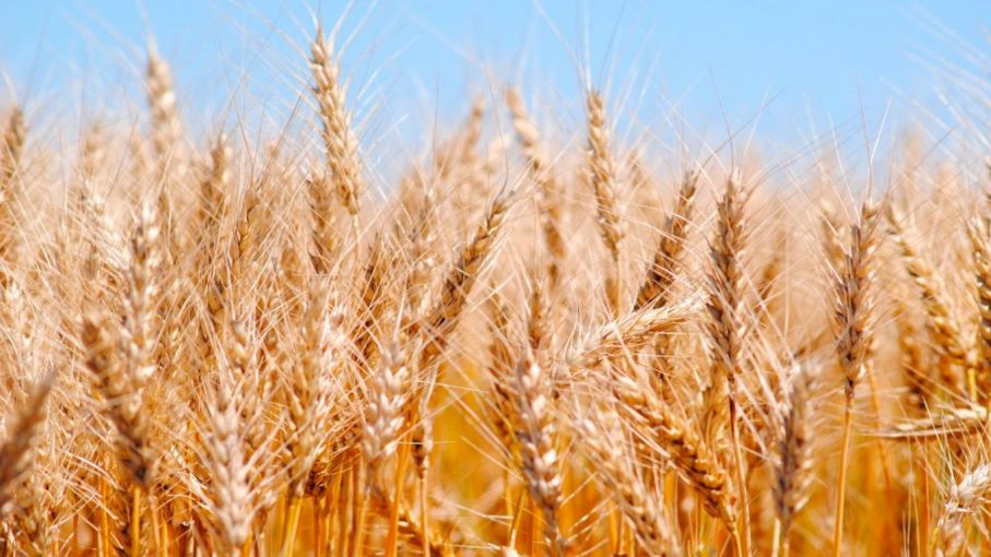 Se estudian "todas las soluciones" para evitar efecto inflacionario de la suba del precio del trigo