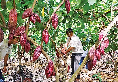 Se prevé que el déficit del mercado mundial de cacao se amplíe esta temporada, los precios subirán